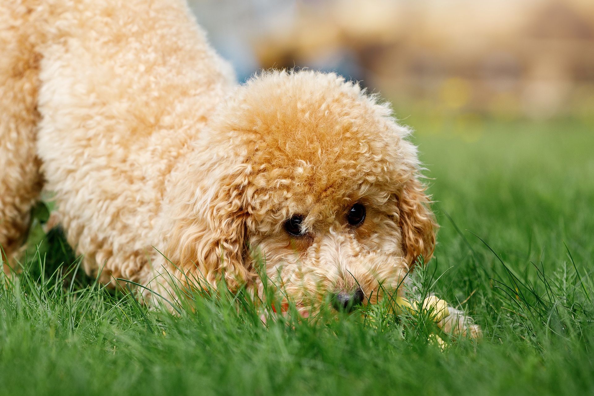 A small poodle is playing with a toy in the grass.