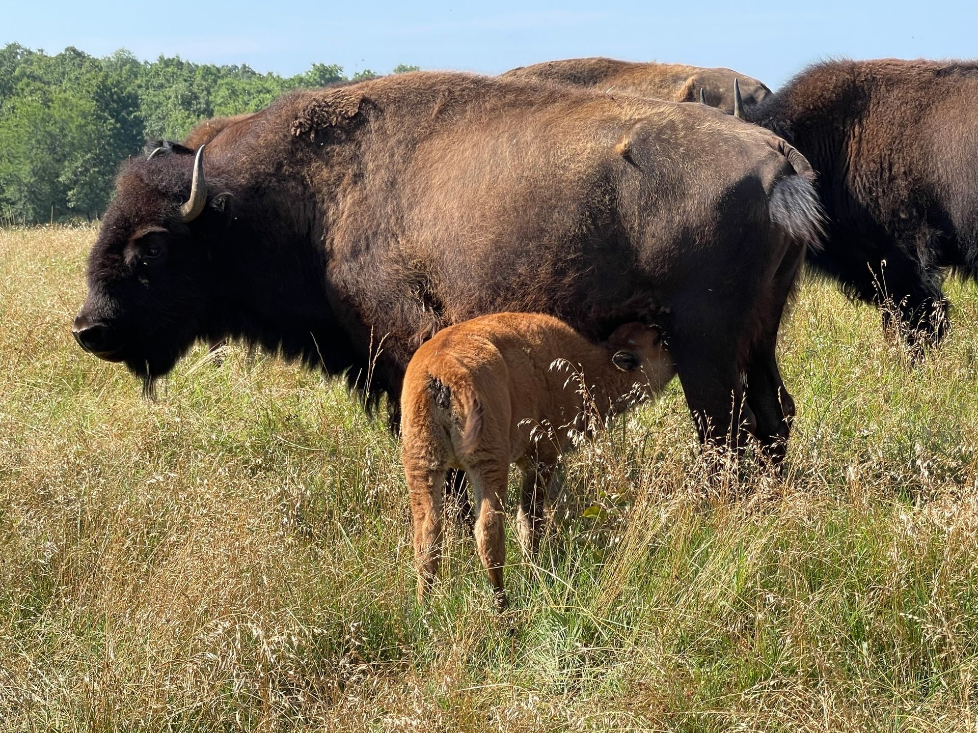 Bison roam the preserve