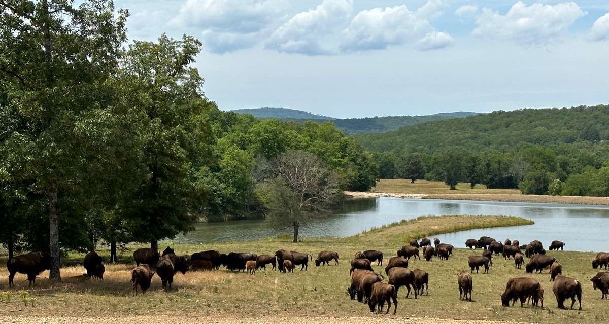 Hunt Mill Hollow Ranch animals and scenic view