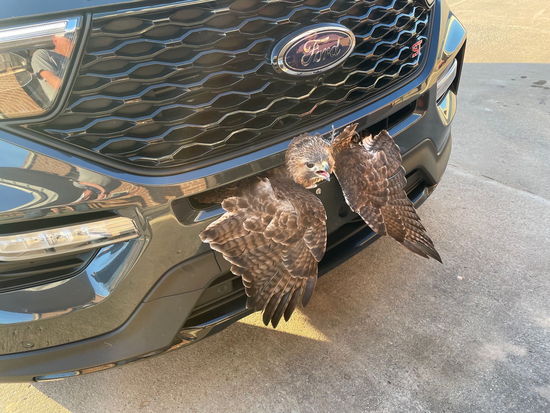 Hawk stuck in car bumper