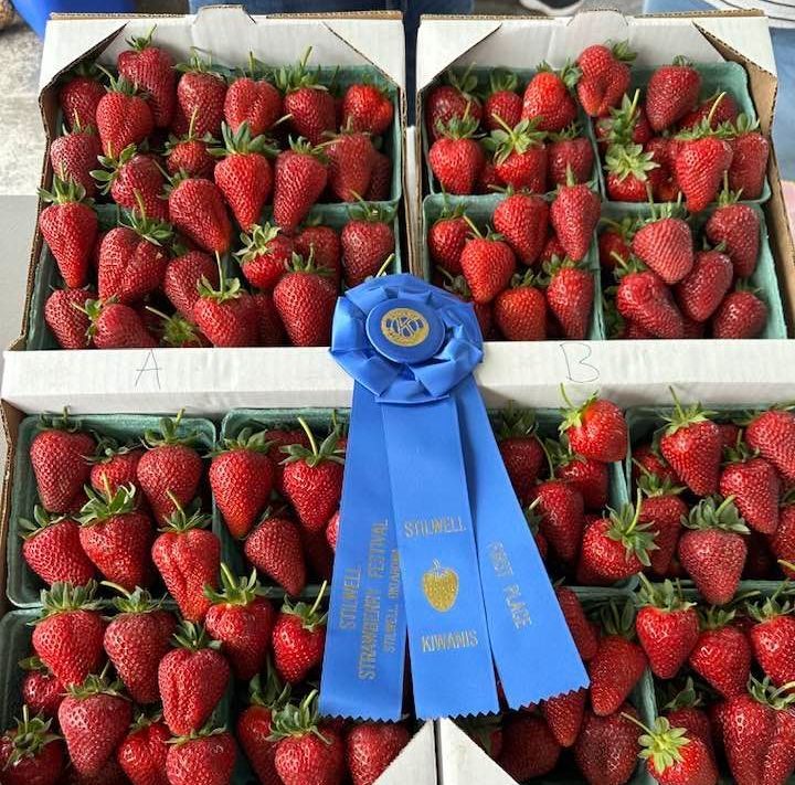 Photo of the winning berries for 2025, belonging to Juan Navarro