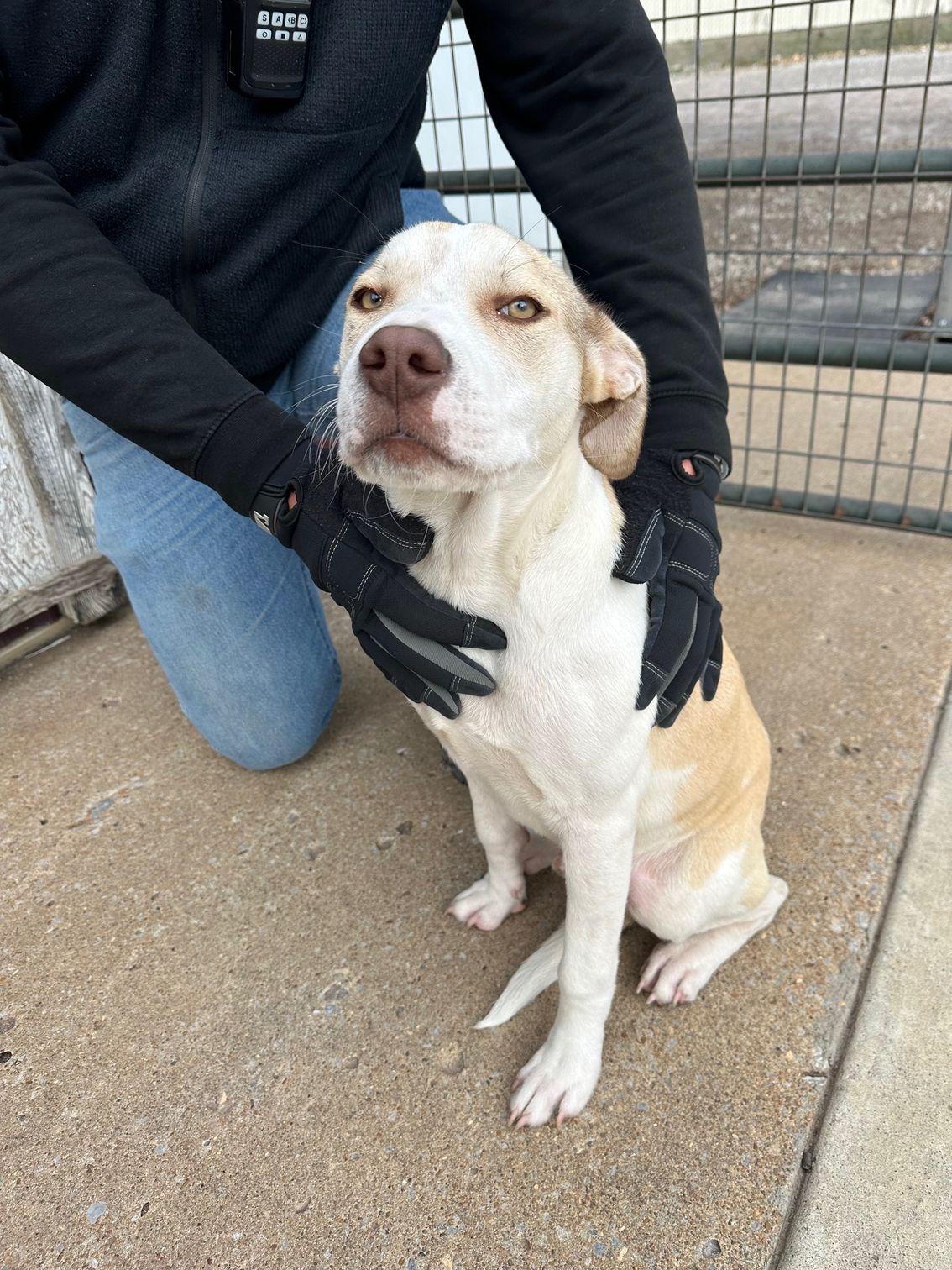 Dogs of all ages and breeds can find themselves homeless or lost, then found by the animal control officer. 