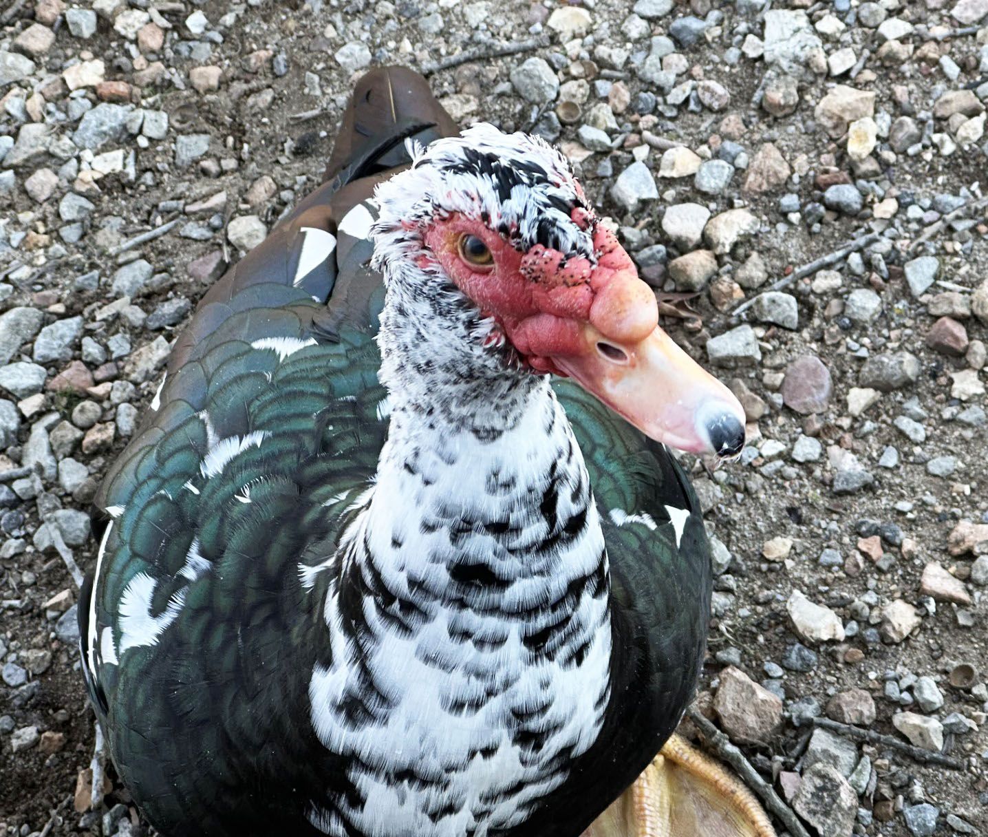 a Muscovy duck