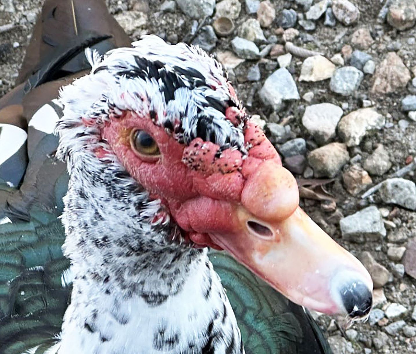 a Muscovy duck