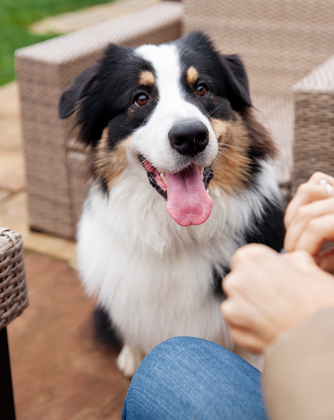 Dog on the Shelter