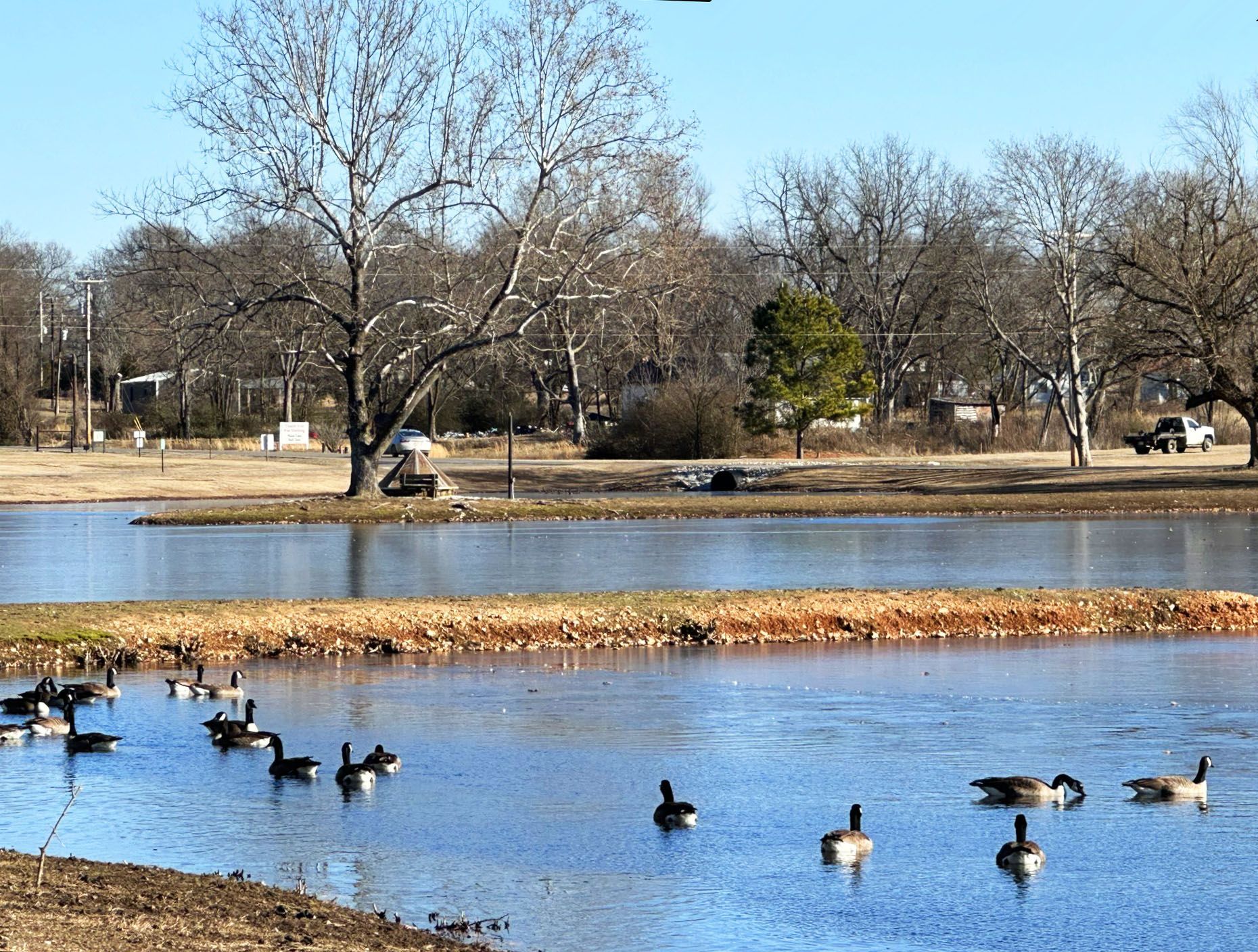 Wild waterfowl graceful gliding across the Adair Park pond