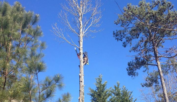 tree removal