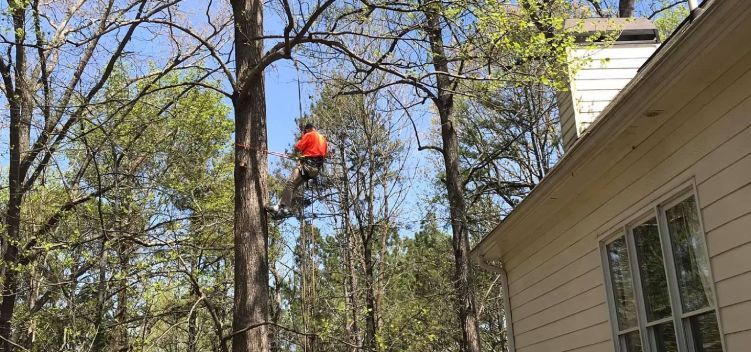 Cross Cut Tree Service and Land Clearing video