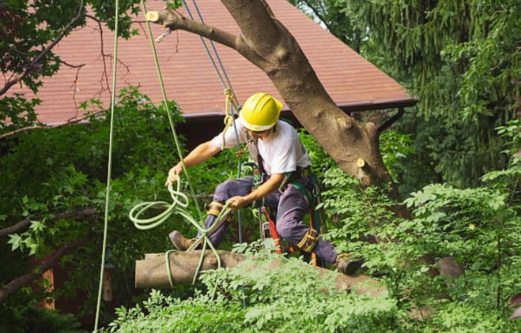 arborist services