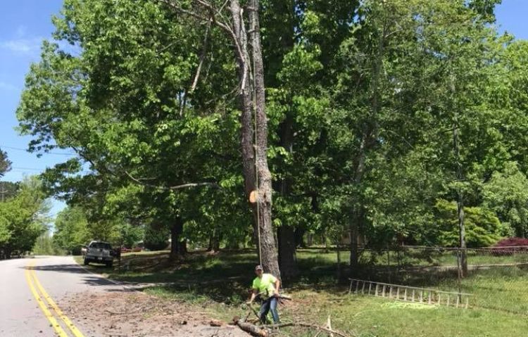 brush and tree clearing