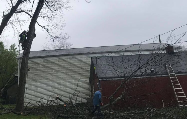 commercial tree removal