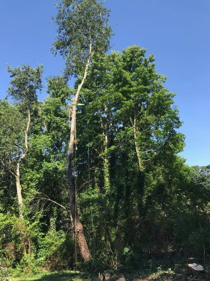 local tree removal experts Buford GA