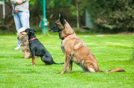 dogs participating in obedience training