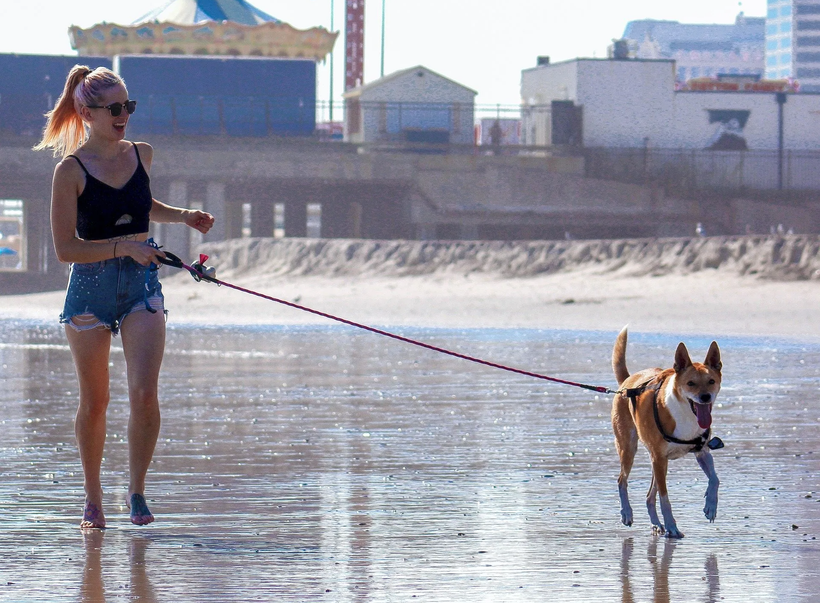 pretty girl walking dog on the beach
