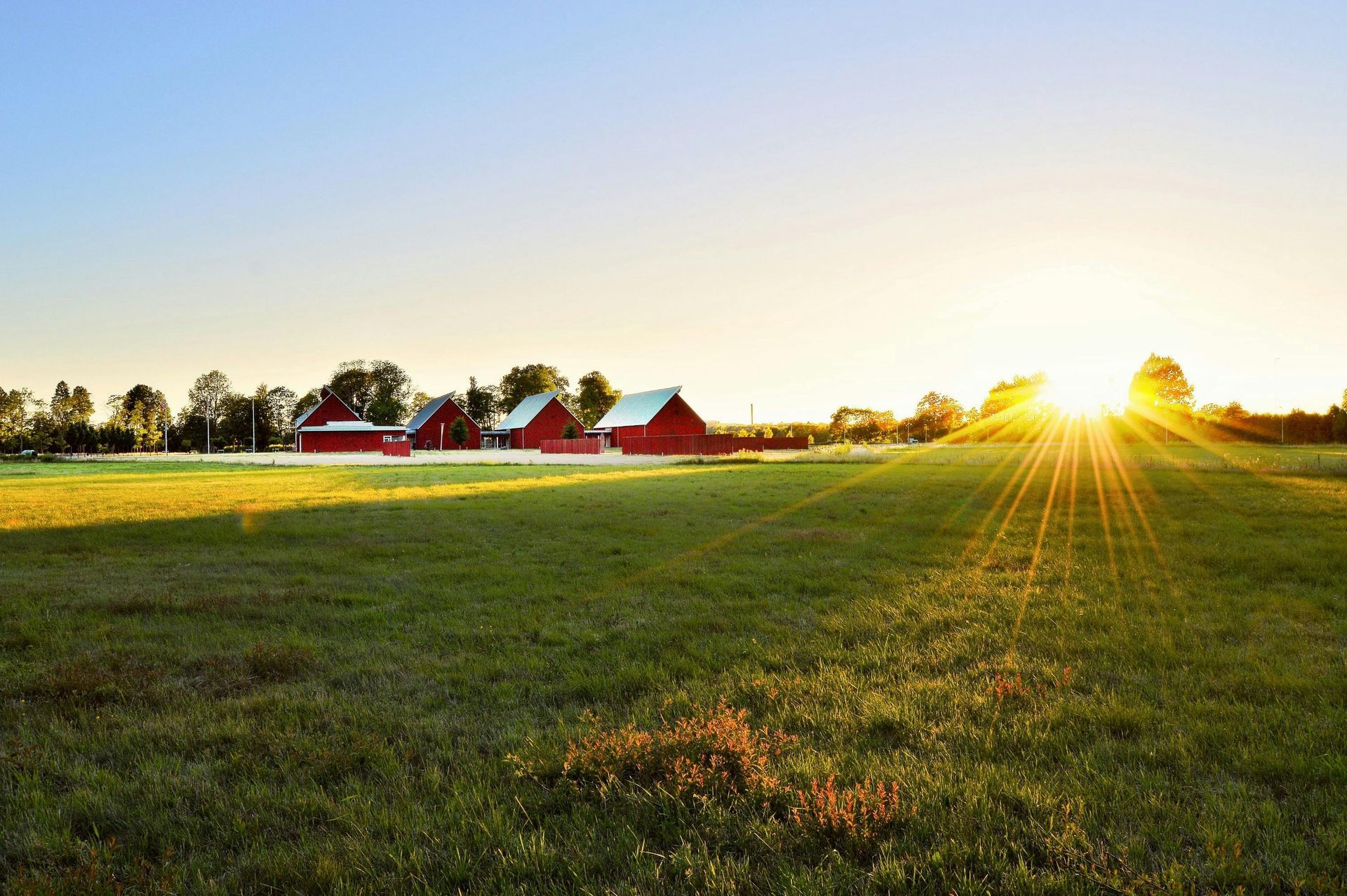 Sunrise over a green field with red barns in the background.