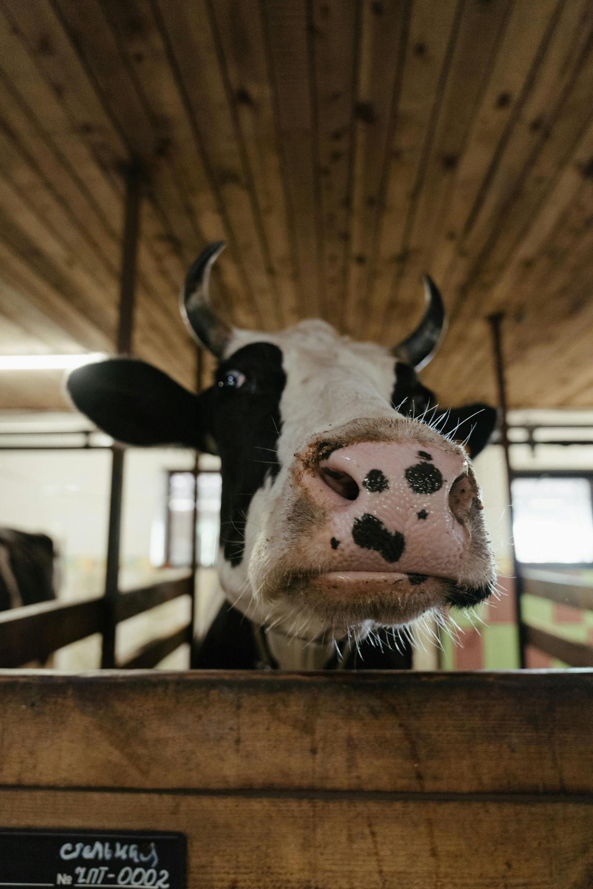 Cow with black and white markings, peering over a wooden fence in a barn.