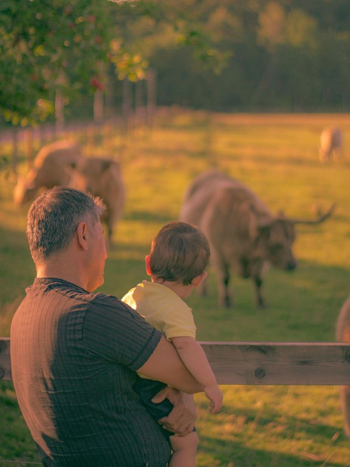 Man holds a child, watching Highland cattle graze in a golden field.
