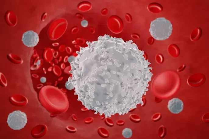 leucocitos e globulos vermelhos. 