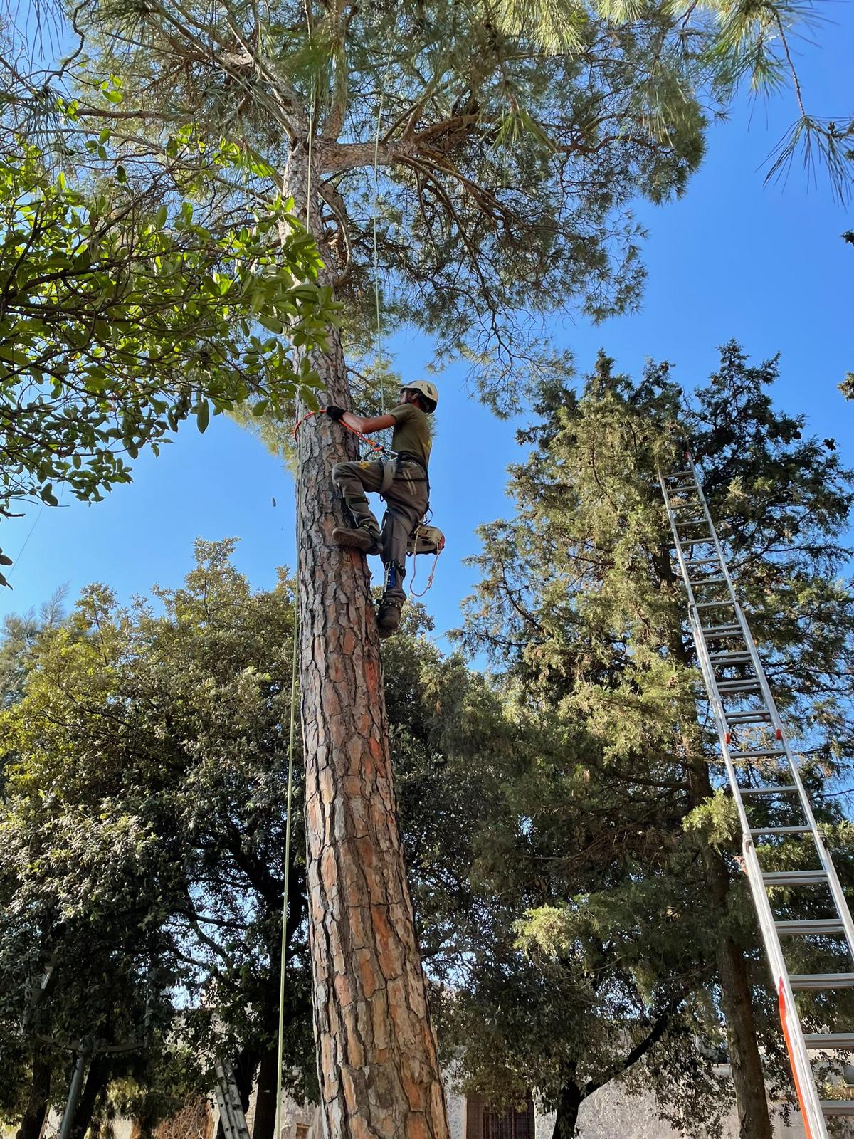 Sole Verde di Francesco Serio con sede a Oria, Br, è una ditta di medie dimensioni che si occupa di giardinaggio offrendo servizi professionali