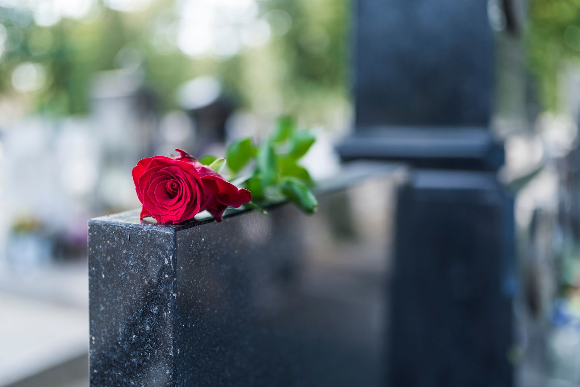 A single red rose resting on the dark, polished surface of a gravestone in a cemetery.