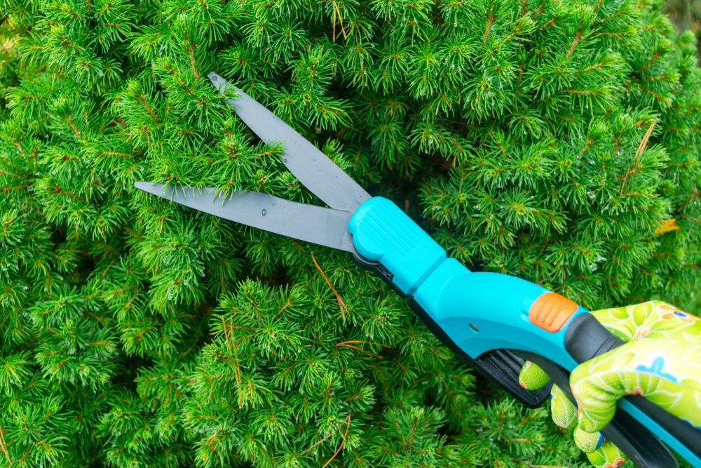 A Gloved Hand Uses Teal-handled Shears to Trim a Lush, Green Evergreen Shrub — Old Mates Grass Cutters in Deeragun, QLD