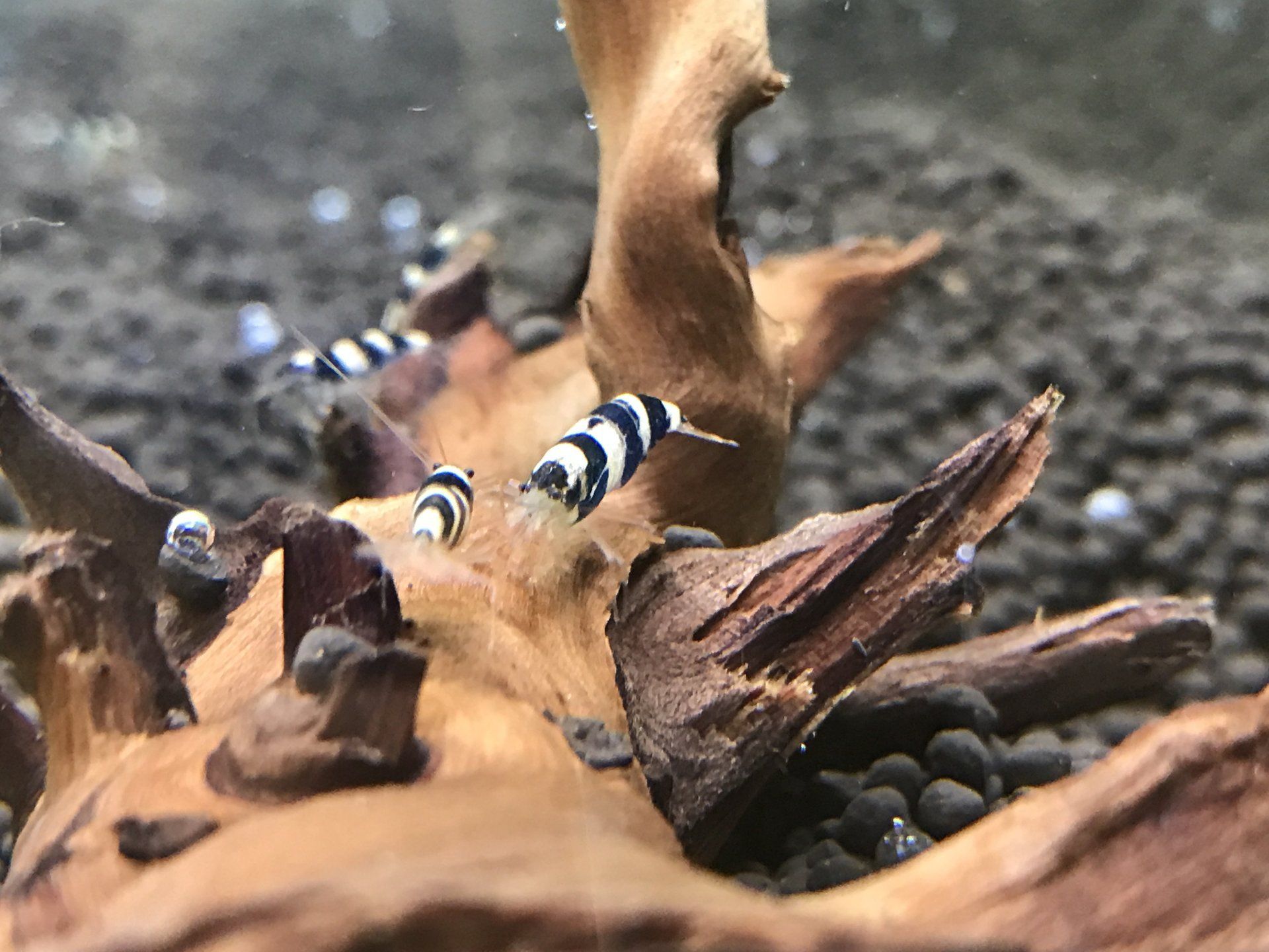 A group of shrimp are sitting on a piece of wood in a tank.