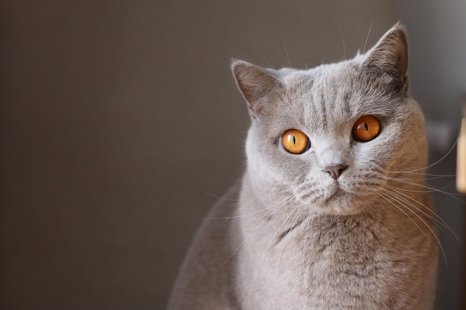 A close up of a cat with orange eyes looking at the camera.