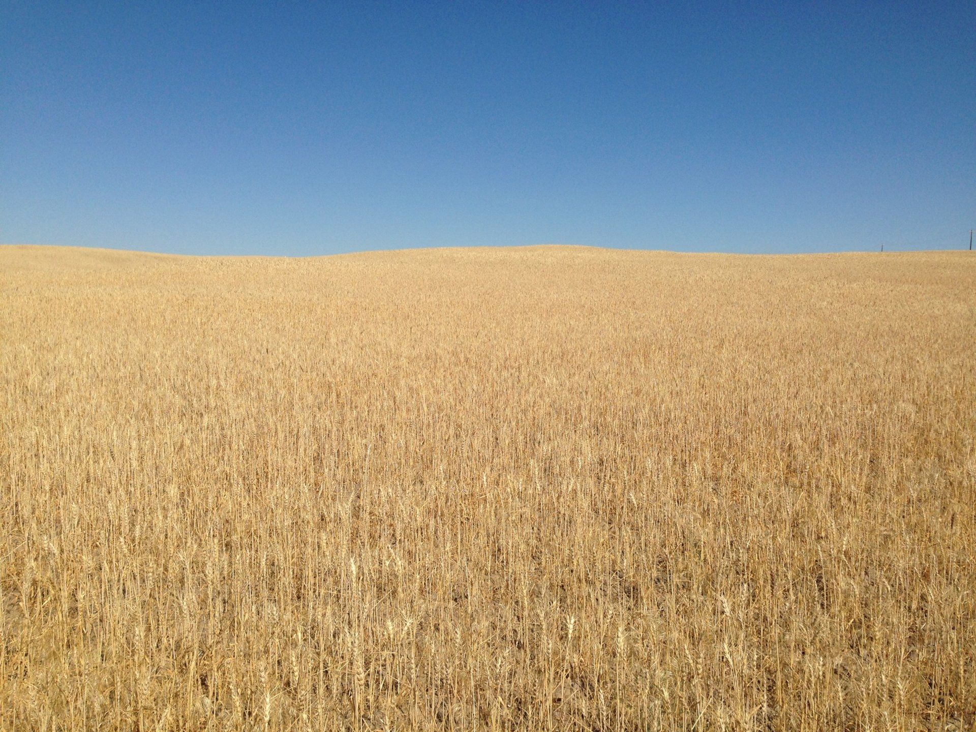 A field of wheat with a blue sky in the background