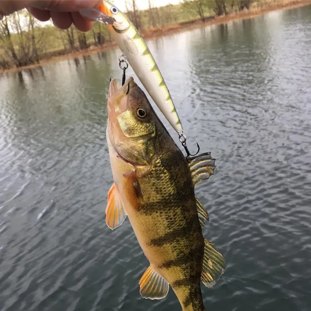 Yellow perch caught with a lure, held over water, near a wooded shoreline.