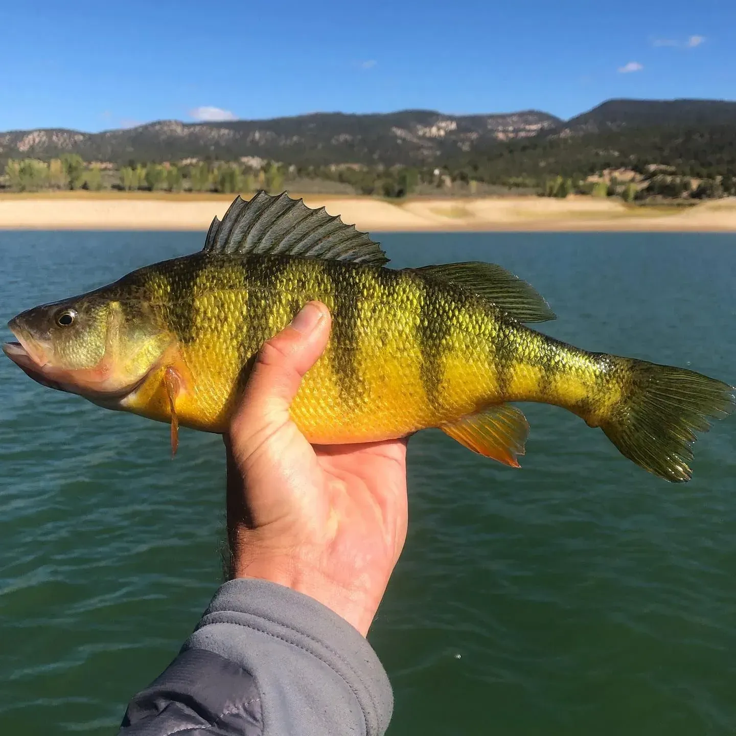 Yellow perch held in hand, showing yellow and black stripes, over blue water with mountains in the background.