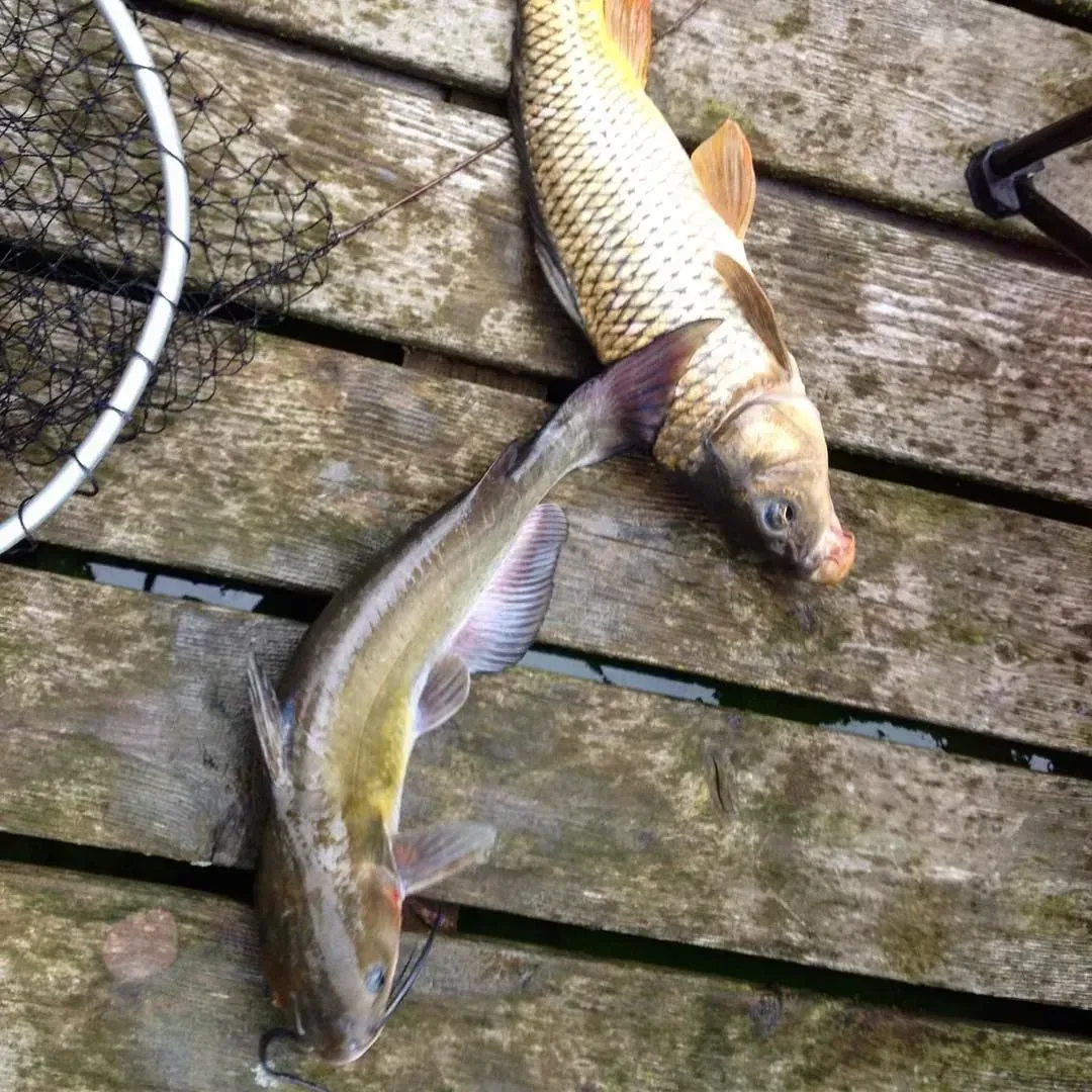 A catfish and carp lie on a wooden dock next to a fishing net.