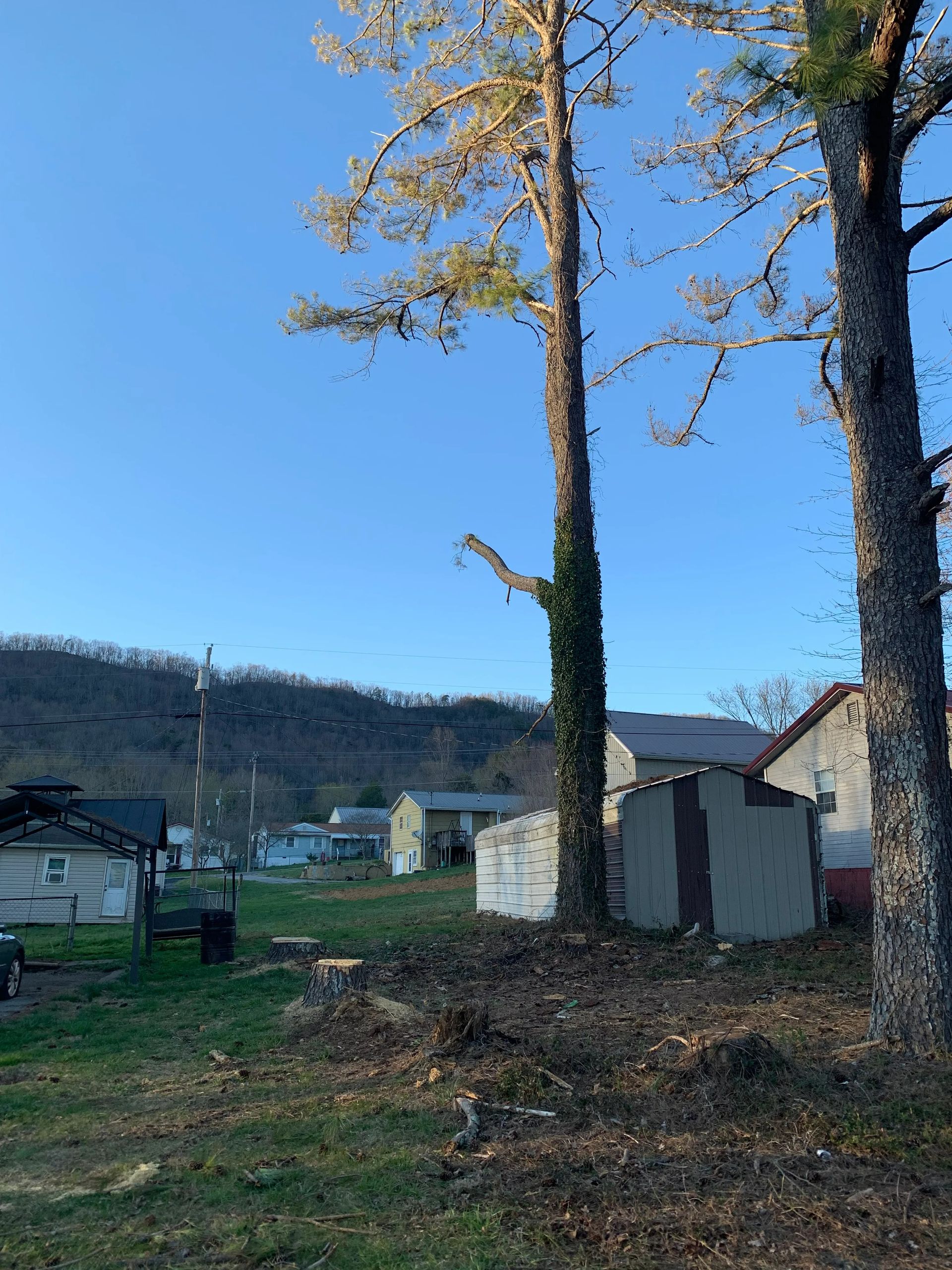 A couple of trees in a field with a house in the background