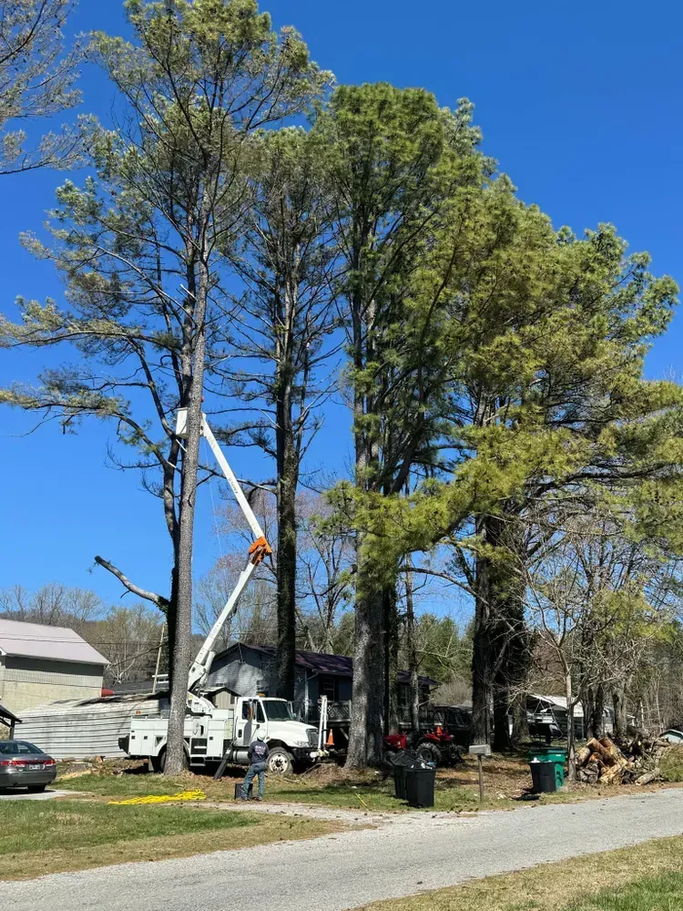 A tree being cut down by a crane on a sunny day.