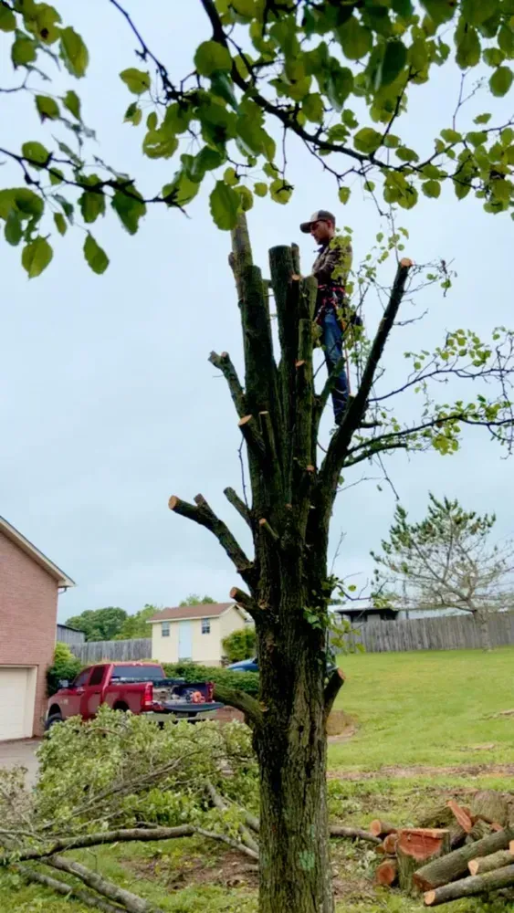 A man is climbing a tree with a chainsaw.