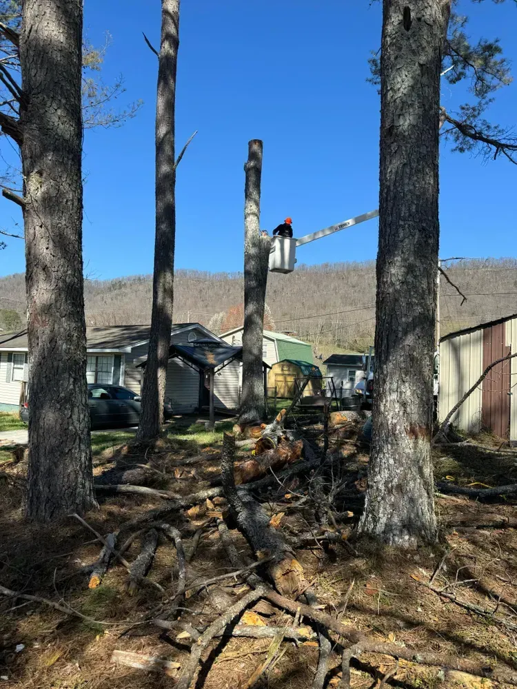 A man in a crane is cutting a tree in a yard.