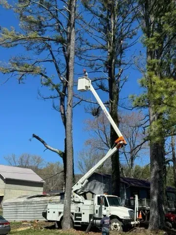 A tree cutting truck is cutting a tree in a yard.