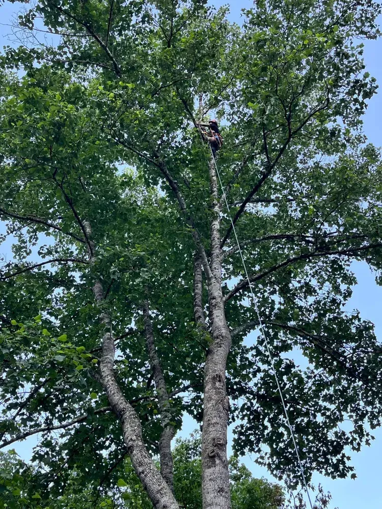 A man is climbing a tree with a chainsaw.