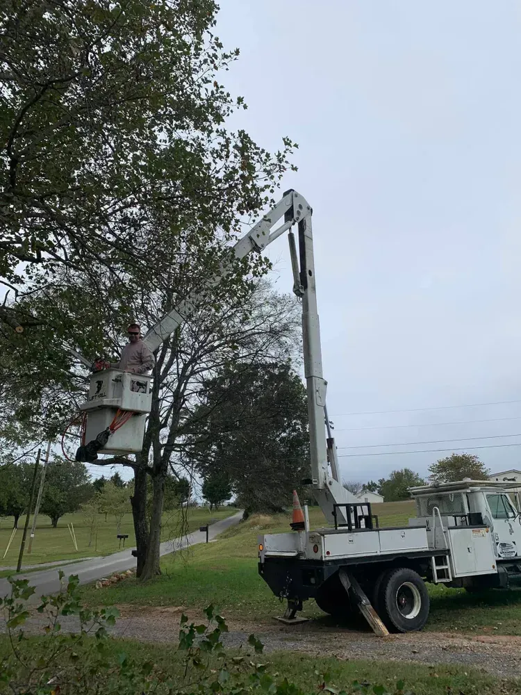 A man is cutting a tree with a crane.