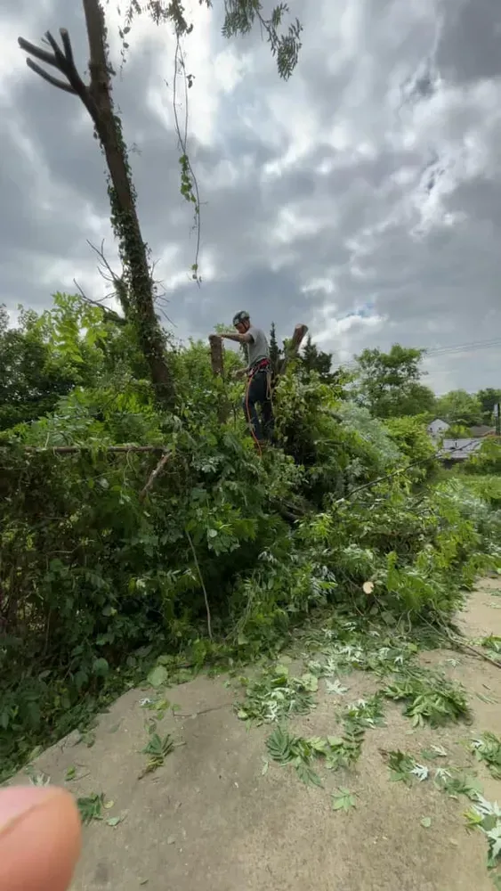 A man is standing on top of a pile of fallen trees.