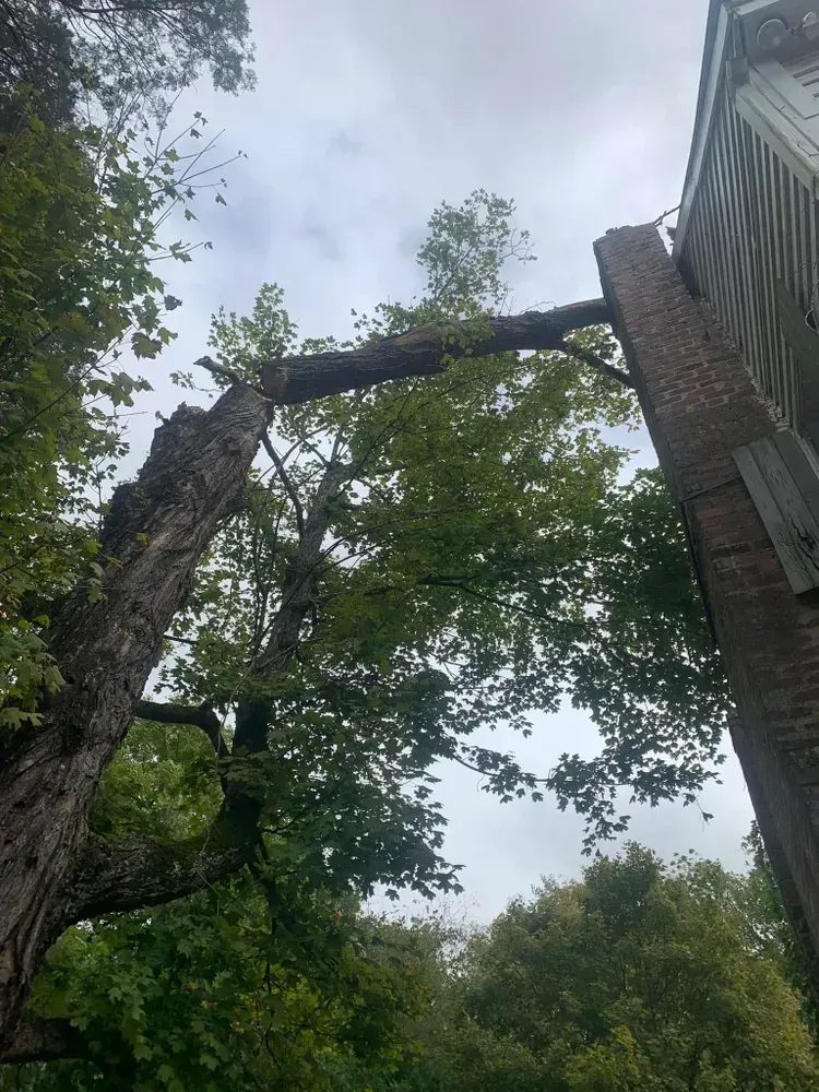 A tree branch is hanging from the side of a building.