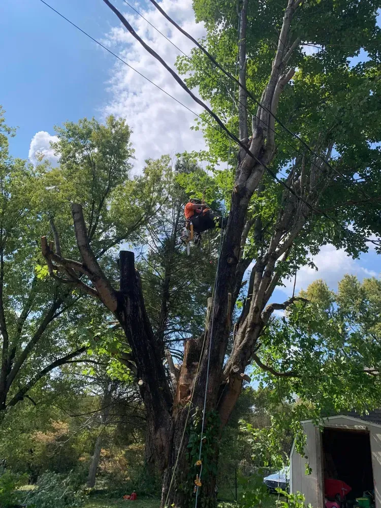 A man is climbing a tree with a chainsaw.