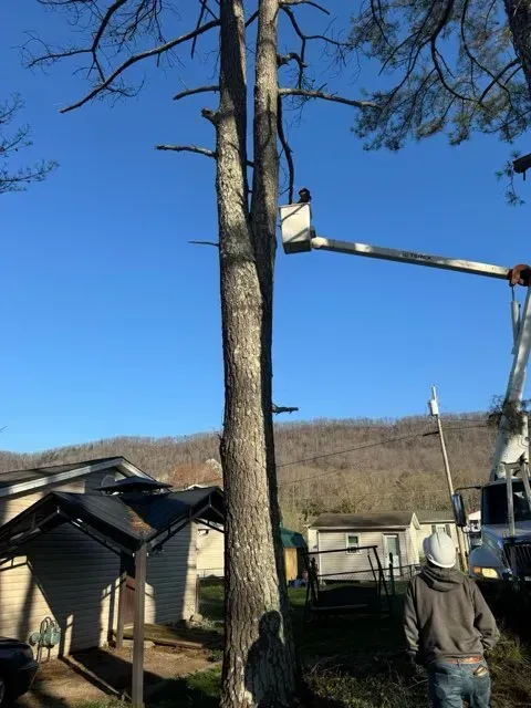 A man is standing in front of a tree being cut down by a crane.