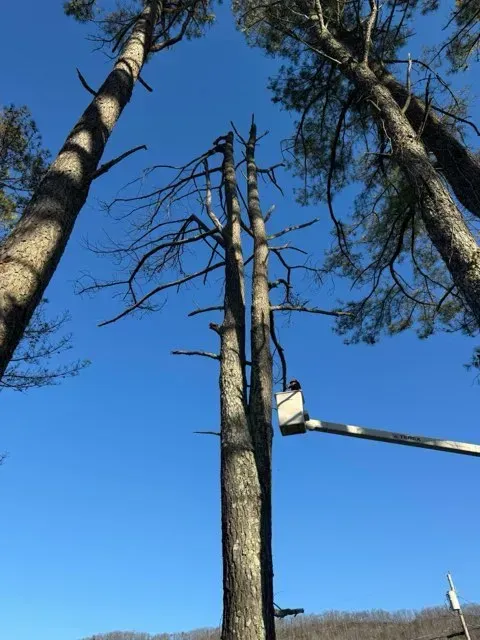 A man in a bucket is cutting a tree.