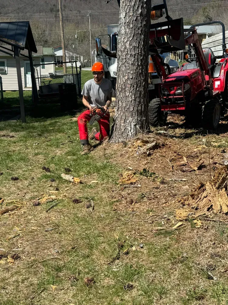 A man is cutting a tree with a chainsaw in a yard.