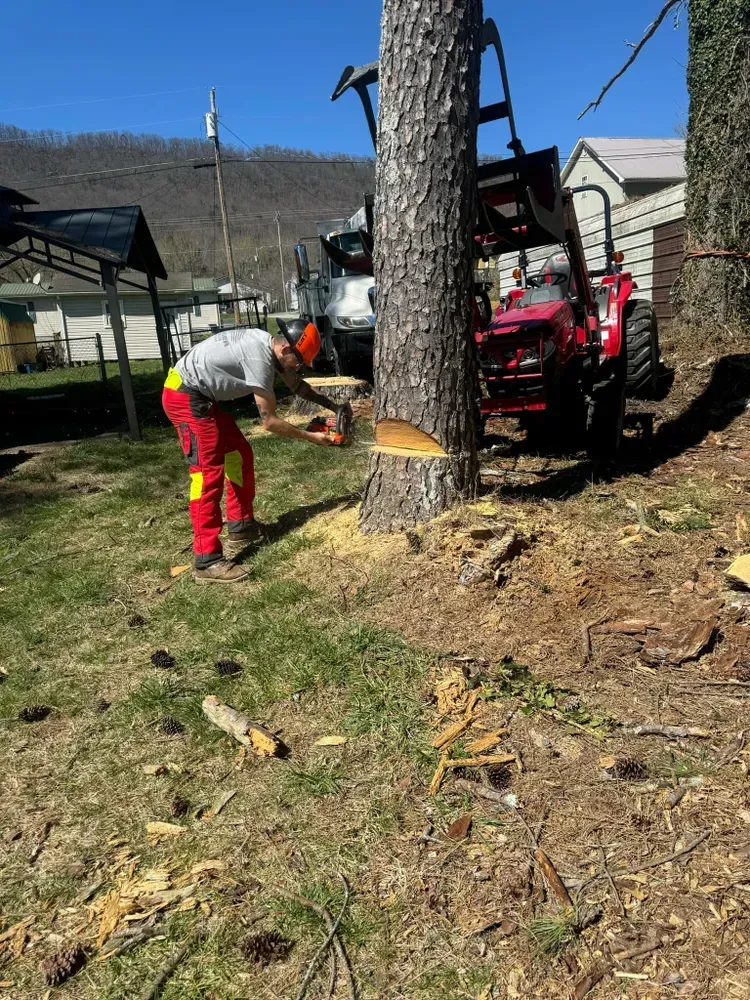 A man is cutting a tree with a chainsaw in a yard.