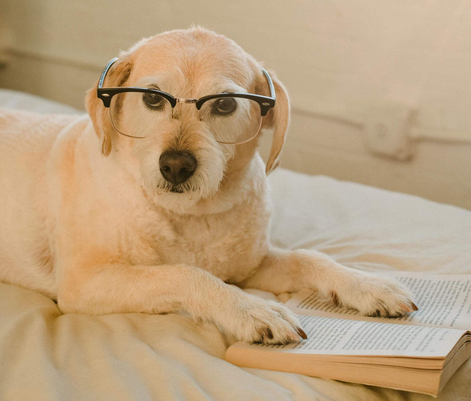 Yellow lab with glasses, reading a book on a bed near a window.