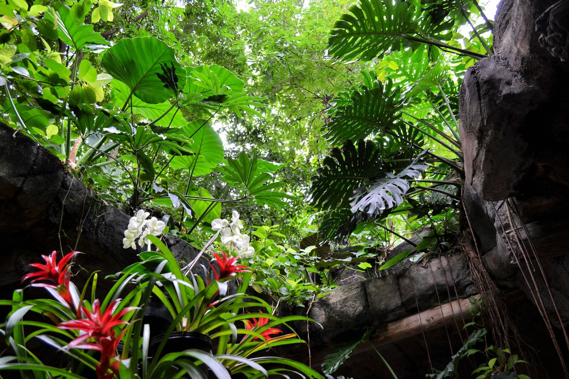 A lush green forest with lots of plants and flowers