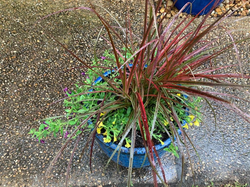 Plant — Tyler, TX — Creative Landscape Solutions