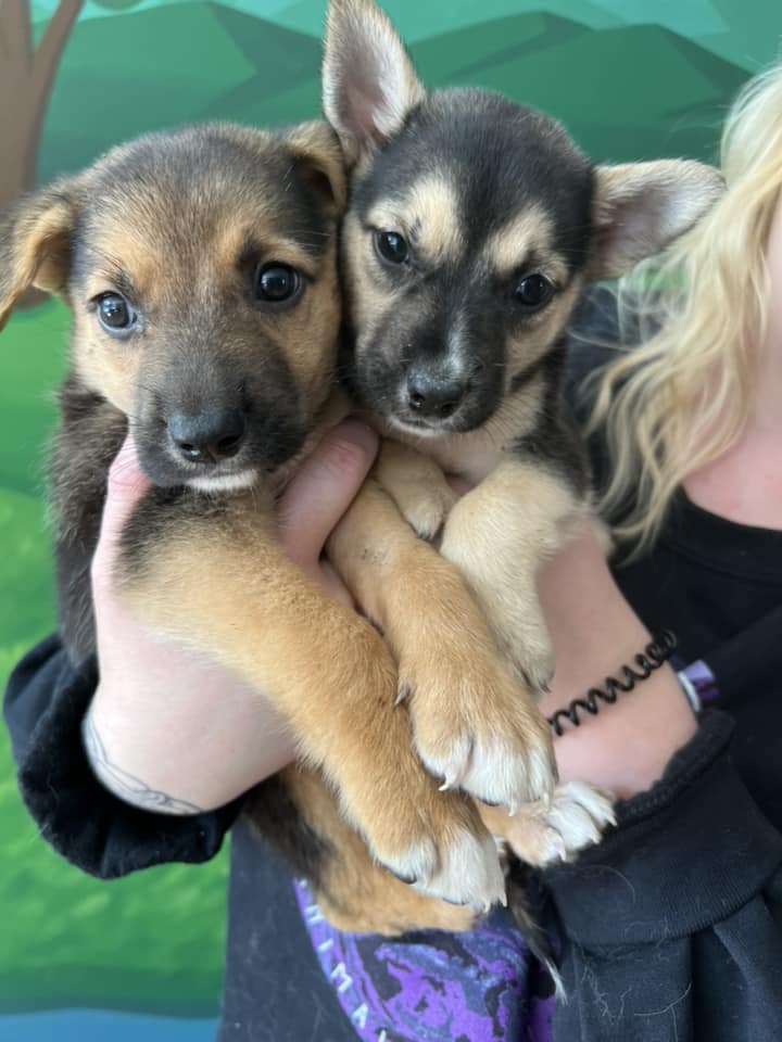 Sheldon & Penny - Abby's Angels Animal Haven