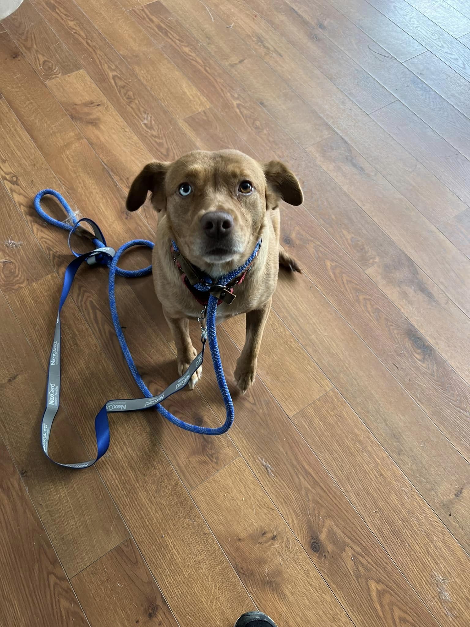 Patricia - Abby's Angels Animal Haven